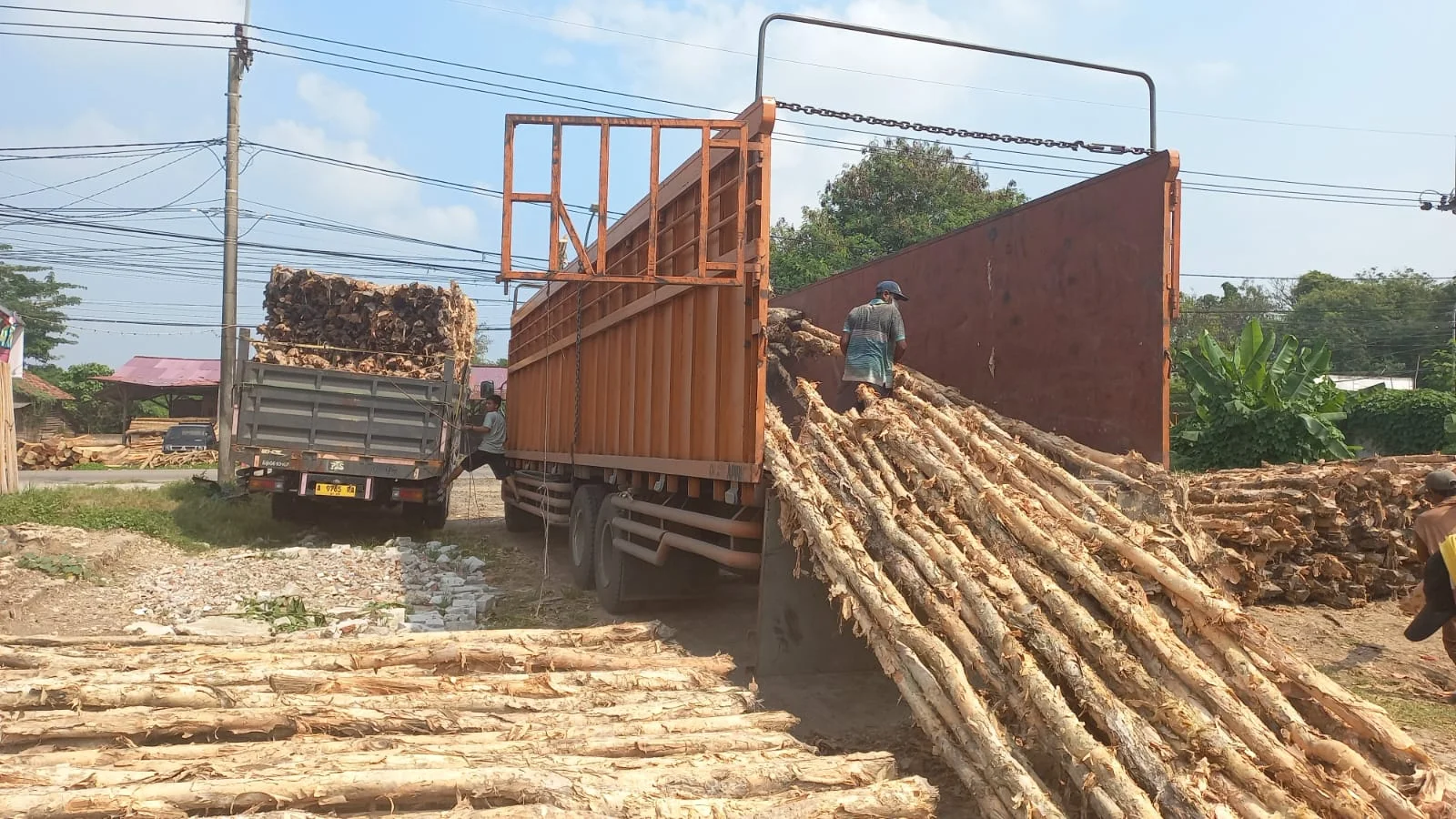 Jual Kayu Dolken Bandung | Gratis Ongkir & COD | Hub. 081311400177