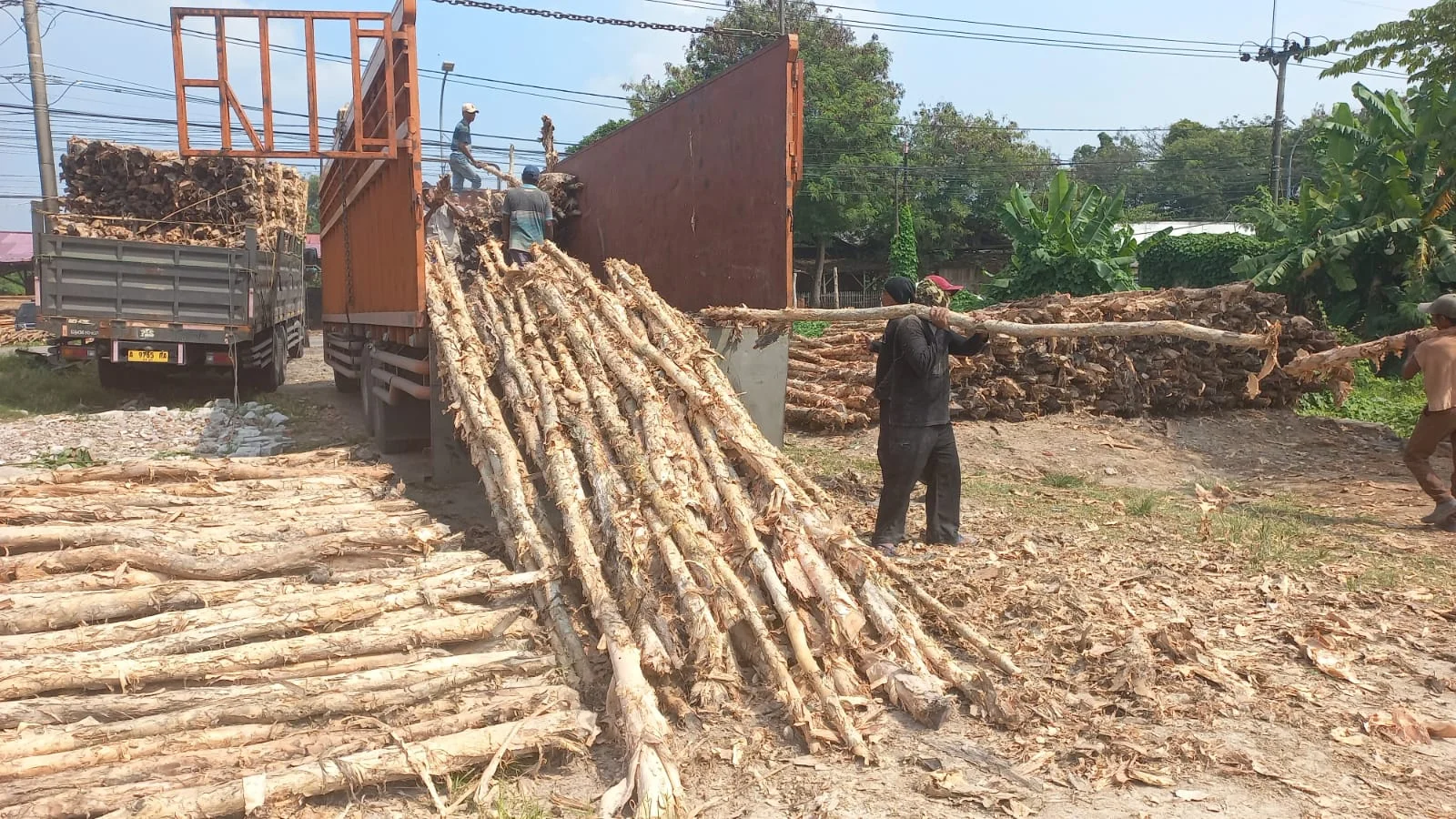 Detail tekstur serat kayu dolken gelam yang padat dan tahan lama cocok untuk iklim sejuk dataran tinggi Bandung dengan ketahanan terhadap kelembaban tinggi