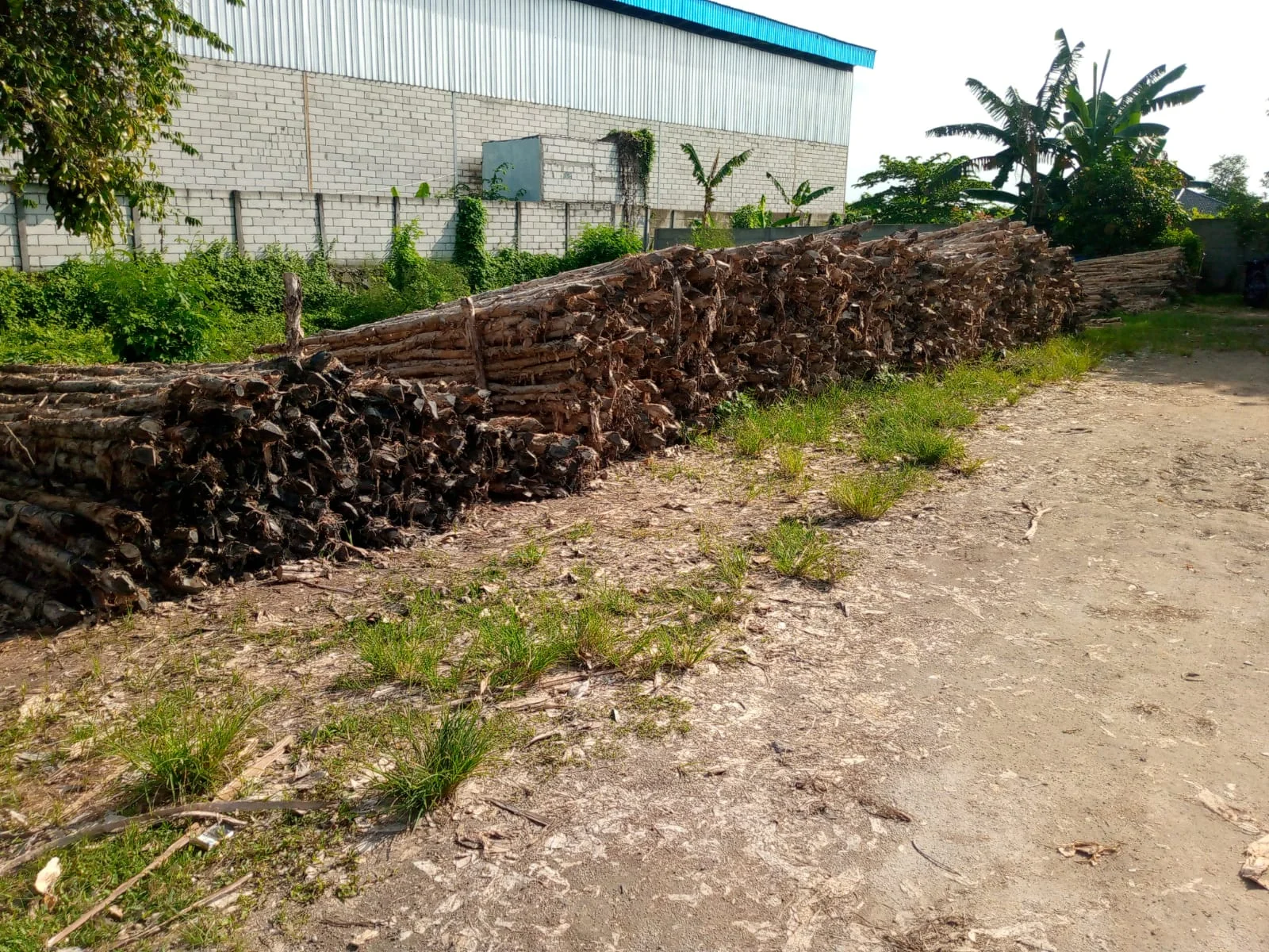 Jual Kayu Dolken Bekasi | Gratis Ongkir & COD | Hub. 081311400177