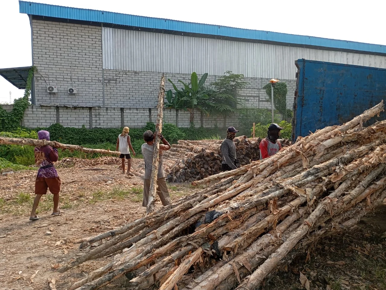 Tumpukan kayu dolken gelam kualitas premium siap kirim ke wilayah Cirebon dengan gratis ongkir dan COD bayar di tempat