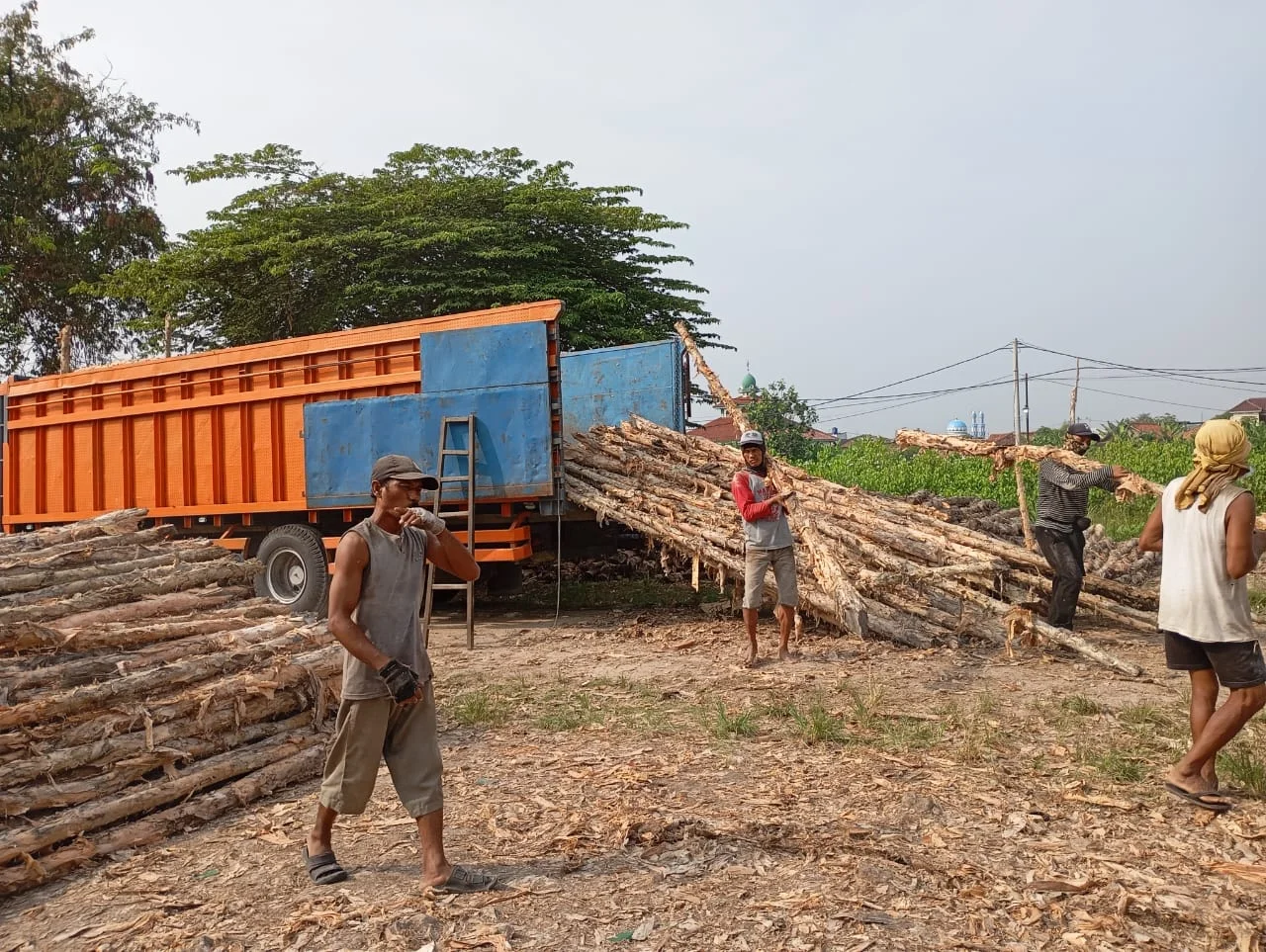 Detail tekstur serat kayu dolken gelam yang padat dan tahan lama
