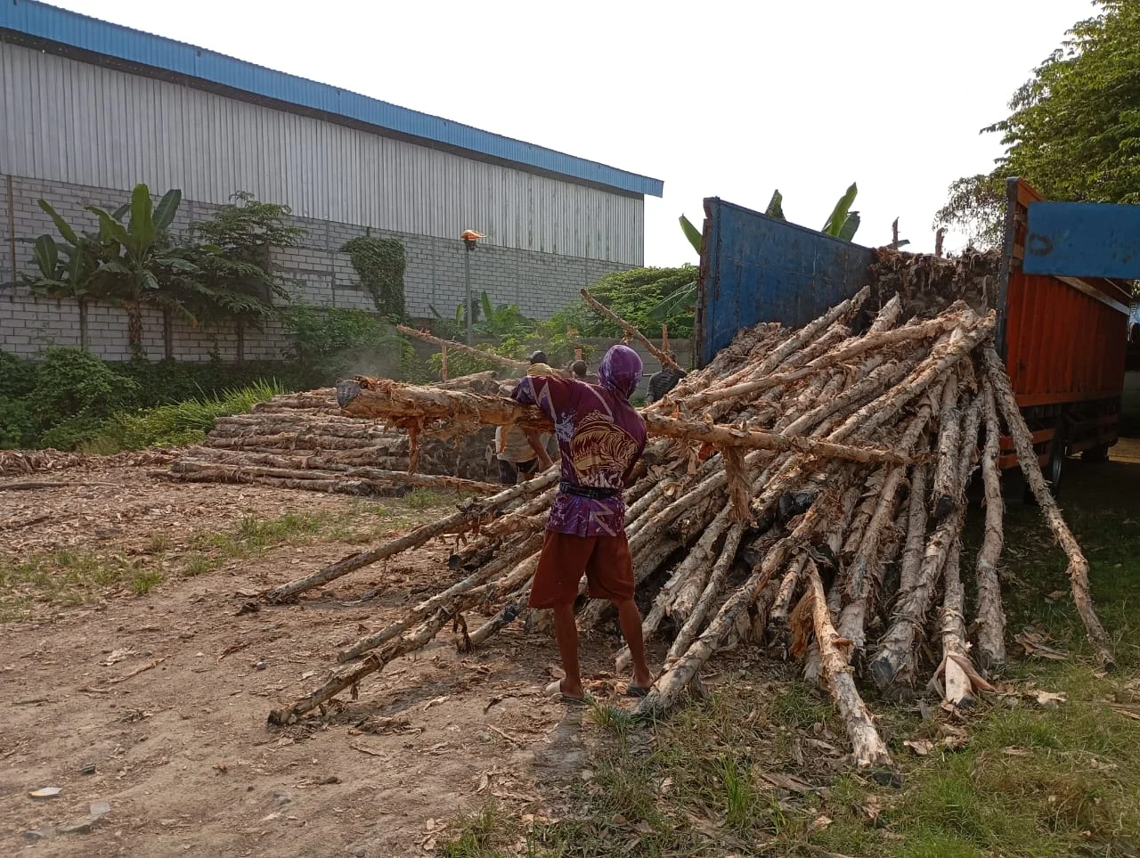 Detail tekstur serat kayu dolken gelam yang padat dan tahan lama