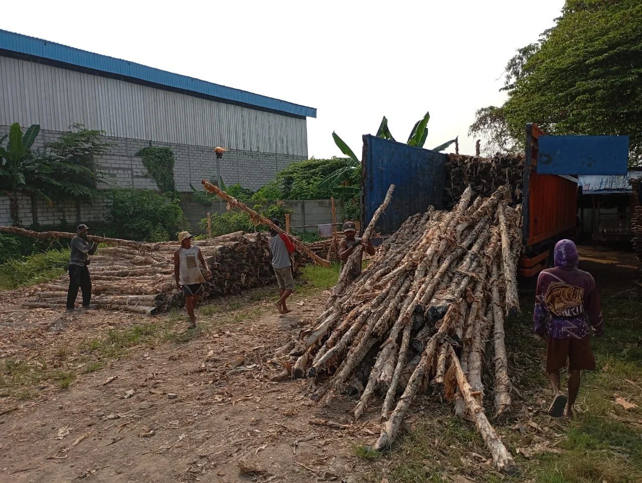 Jual Kayu Dolken Jakarta Timur | Gratis Ongkir & COD | Hub. 081311400177