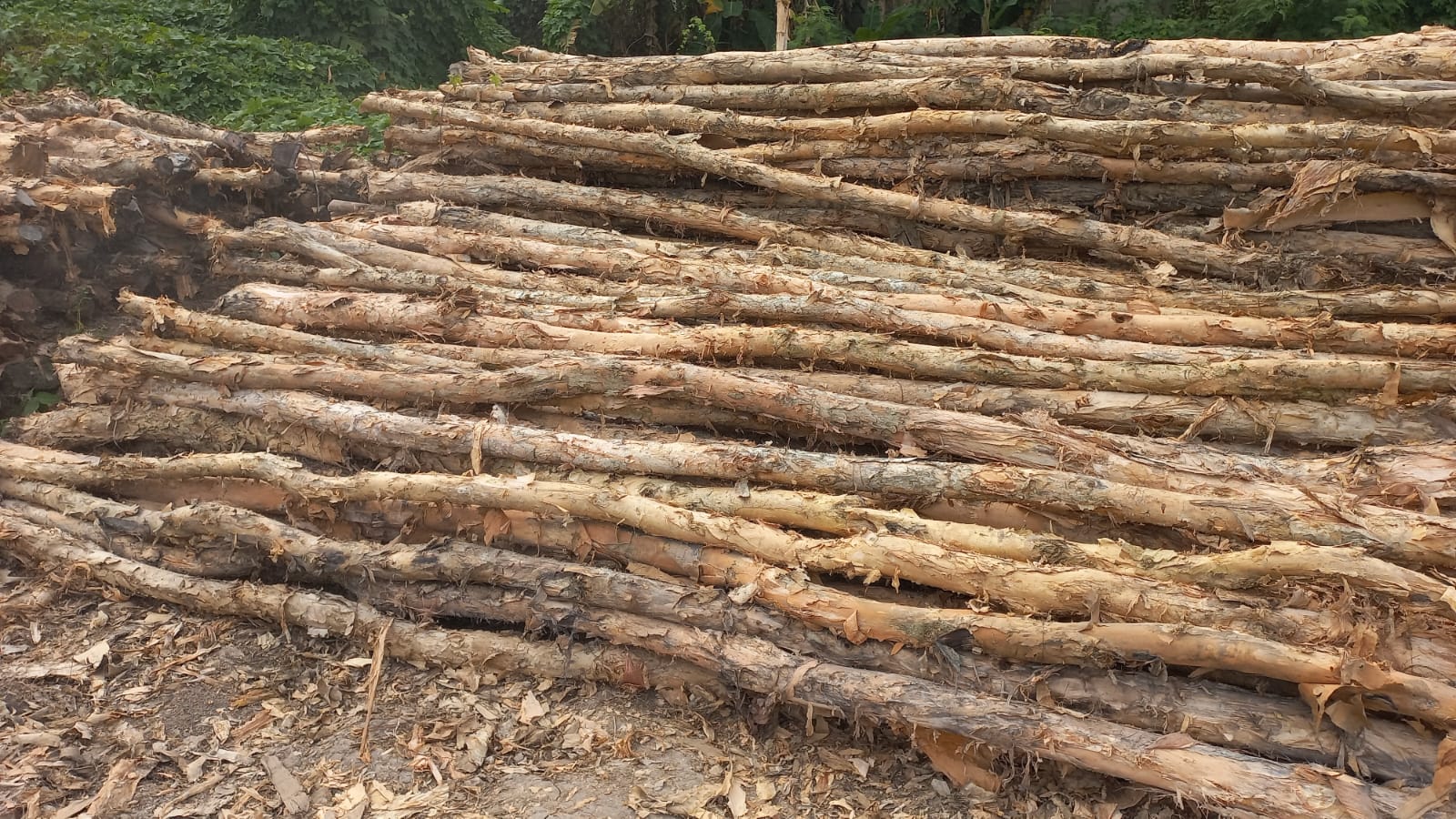 Jual Kayu Dolken Jakarta Utara - Hub 081311400177 - Gratis Ongkir