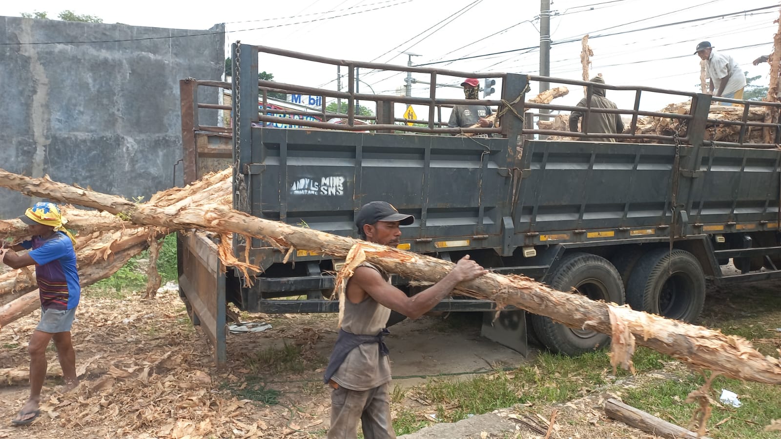 Kayu dolken gelam berkualitas tinggi cocok untuk konstruksi di area pesisir Jakarta Utara dengan ketahanan terhadap kelembaban tinggi dan air laut