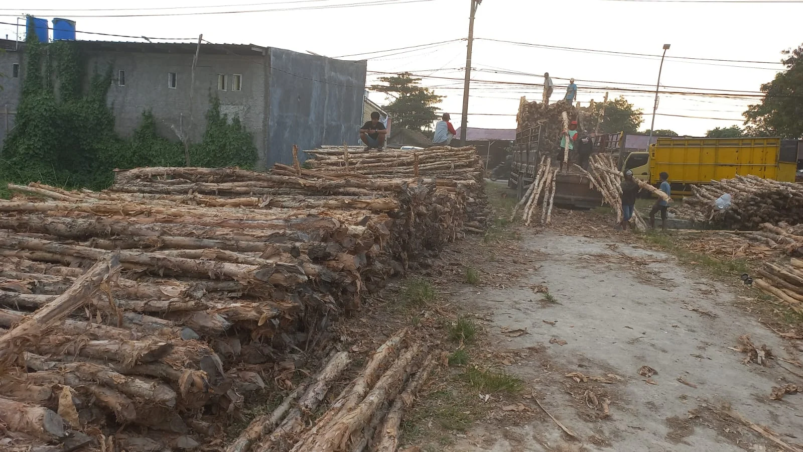 Jual Kayu Dolken Karawang | Gratis Ongkir KIIC & Cikampek | Hub. 081311400177