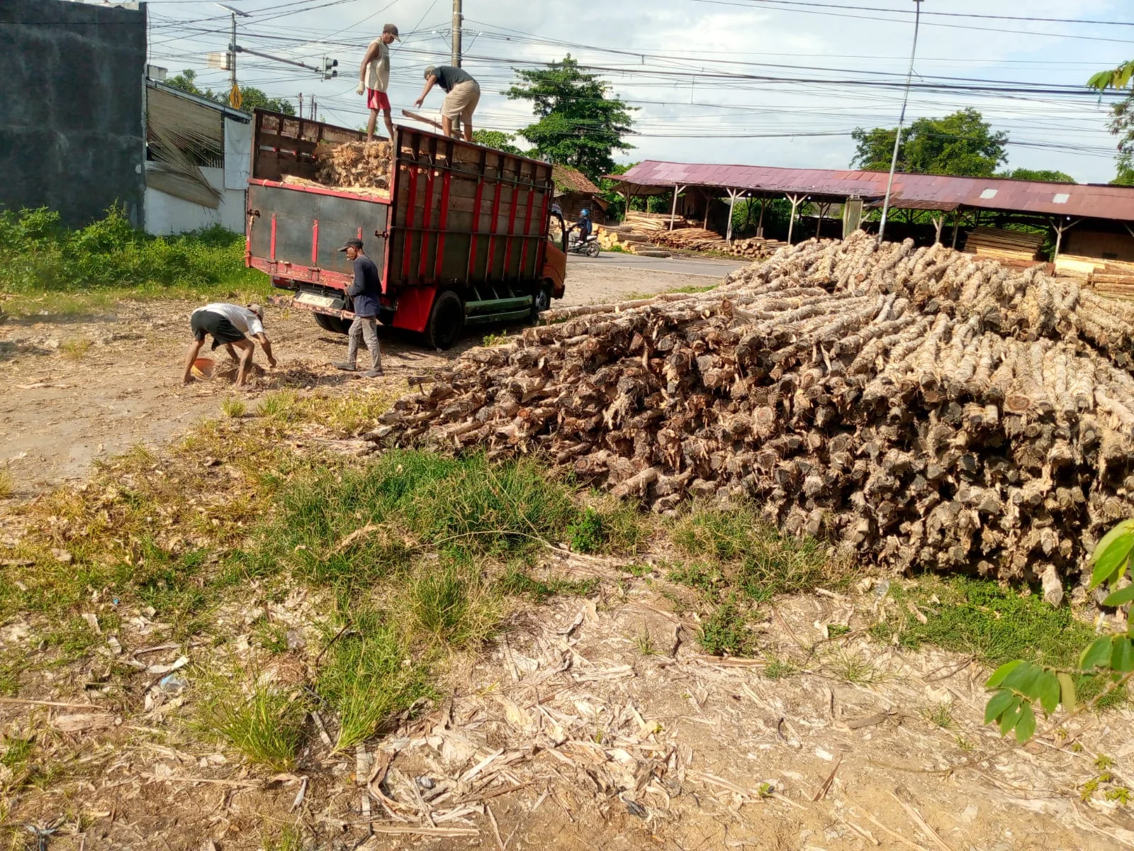 Jual Kayu Dolken Magelang | Gratis Ongkir & COD | Hub. 081311400177