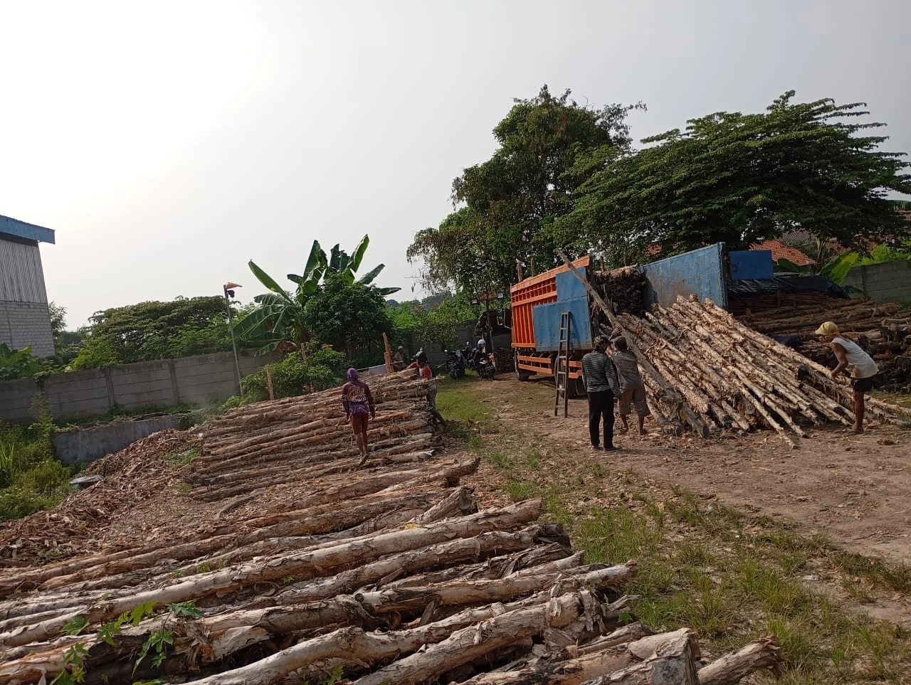 Detail tekstur serat kayu dolken gelam yang padat dan tahan lama cocok untuk iklim pegunungan Sukabumi