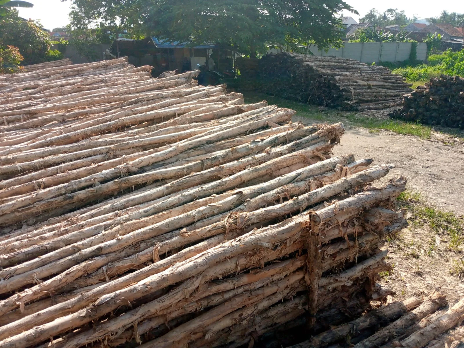 Detail tekstur serat kayu dolken gelam yang padat dan tahan lama cocok untuk iklim panas Surabaya dengan ketahanan terhadap cuaca ekstrem pesisir