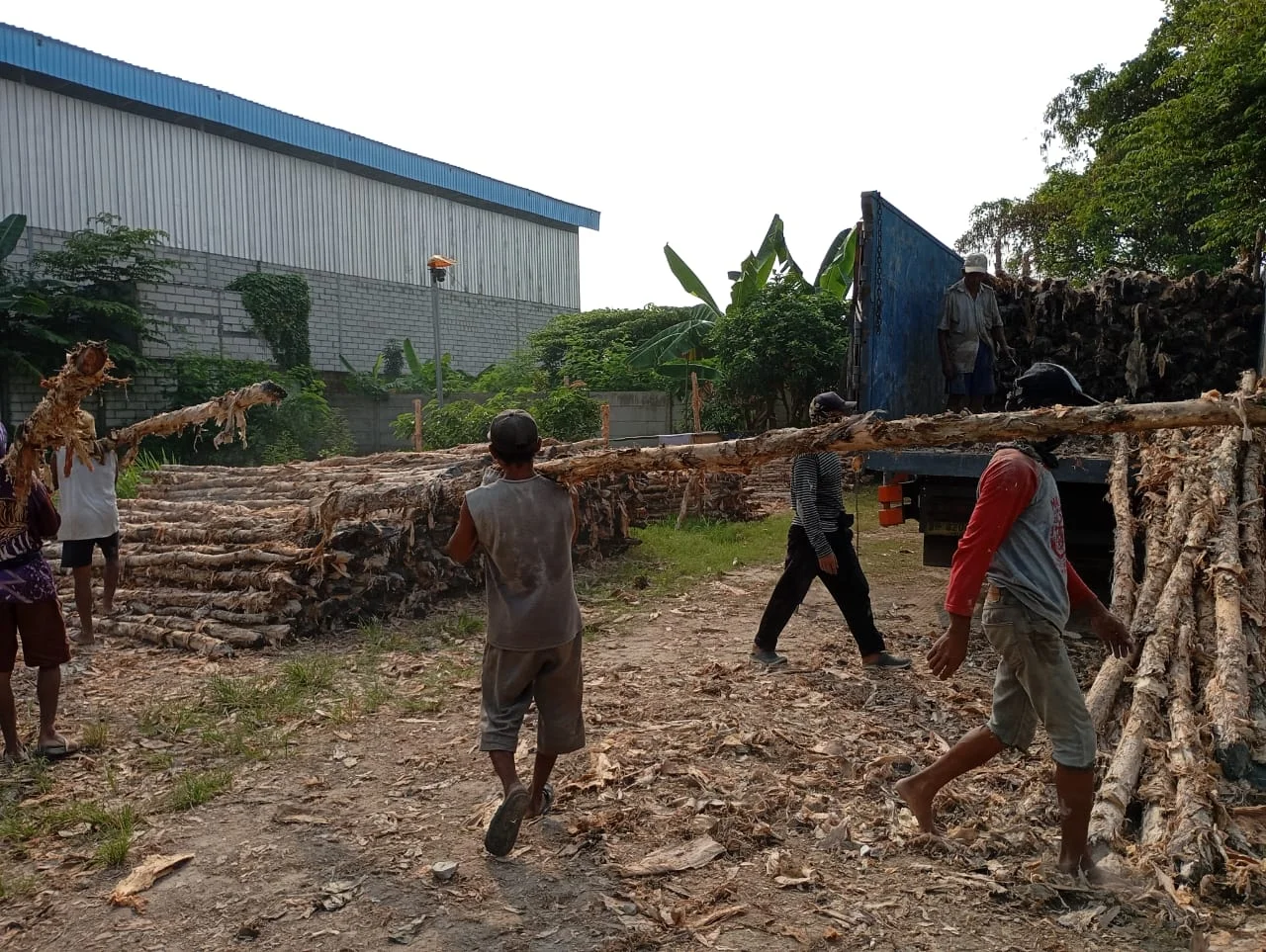 Jual Kayu Dolken Tangerang | Gratis Ongkir & COD | Hub. 081311400177