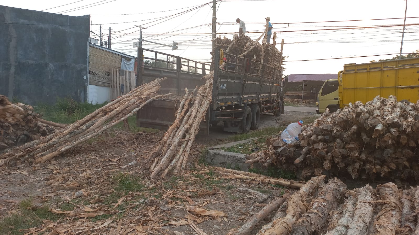 Proses quality control kayu dolken gelam sebelum pengiriman memastikan setiap batang memenuhi standar kualitas diameter panjang dan kelurusan yang konsisten