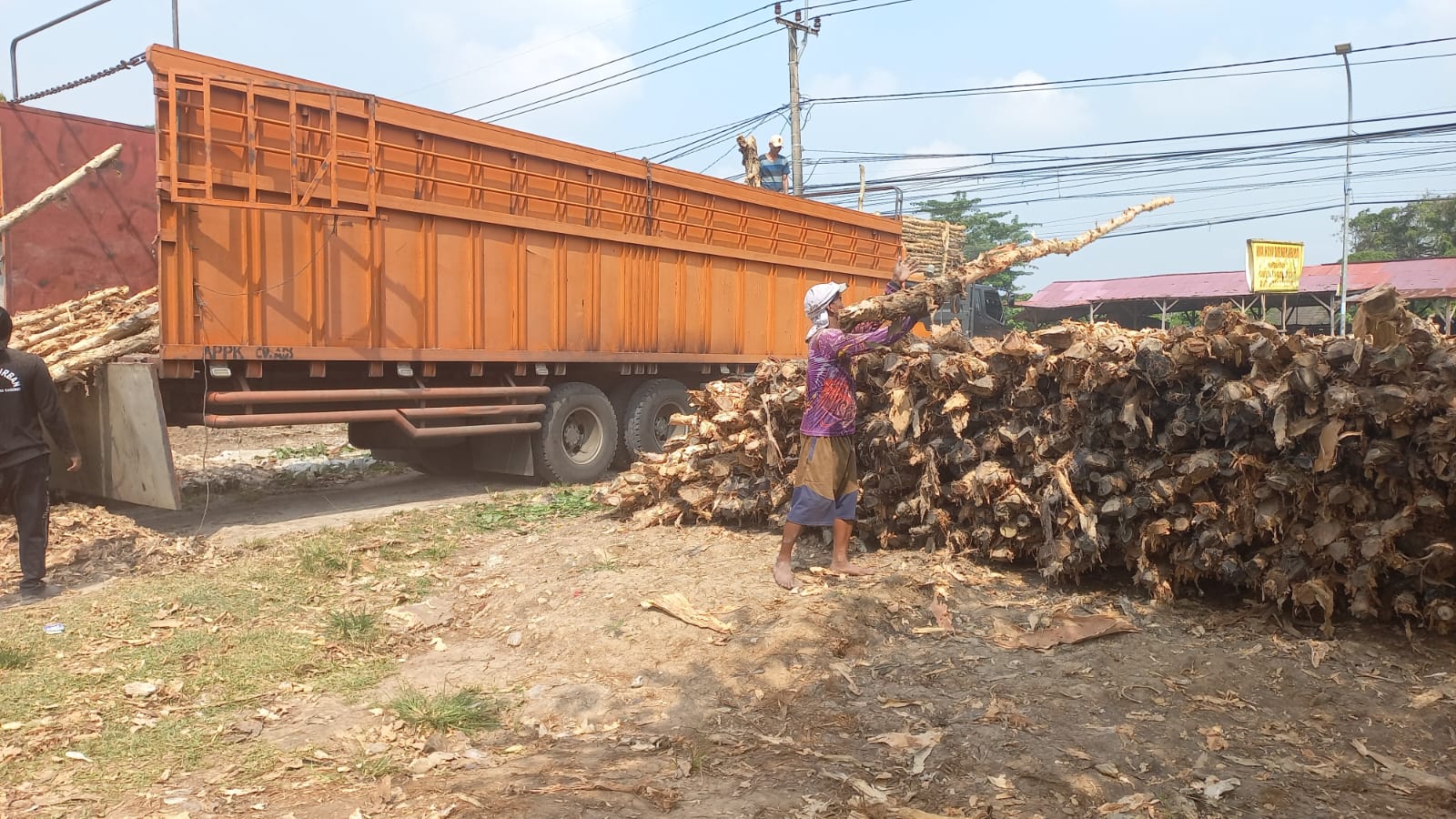Potongan melintang kayu dolken 10-12 cm memperlihatkan diameter besar dan struktur serat sangat padat memberikan kapasitas dukung beban maksimal untuk pondasi