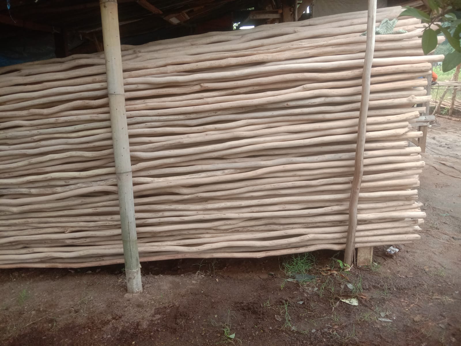 Jual Kayu Dolken Gelam Diameter 2-3 cm