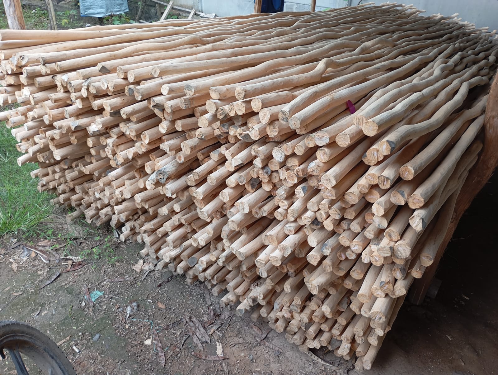 Detail potongan melintang kayu dolken 2-3 cm memperlihatkan kepadatan serat dan lingkaran tahun yang menandakan kualitas premium kayu gelam Melaleuca cajuputi