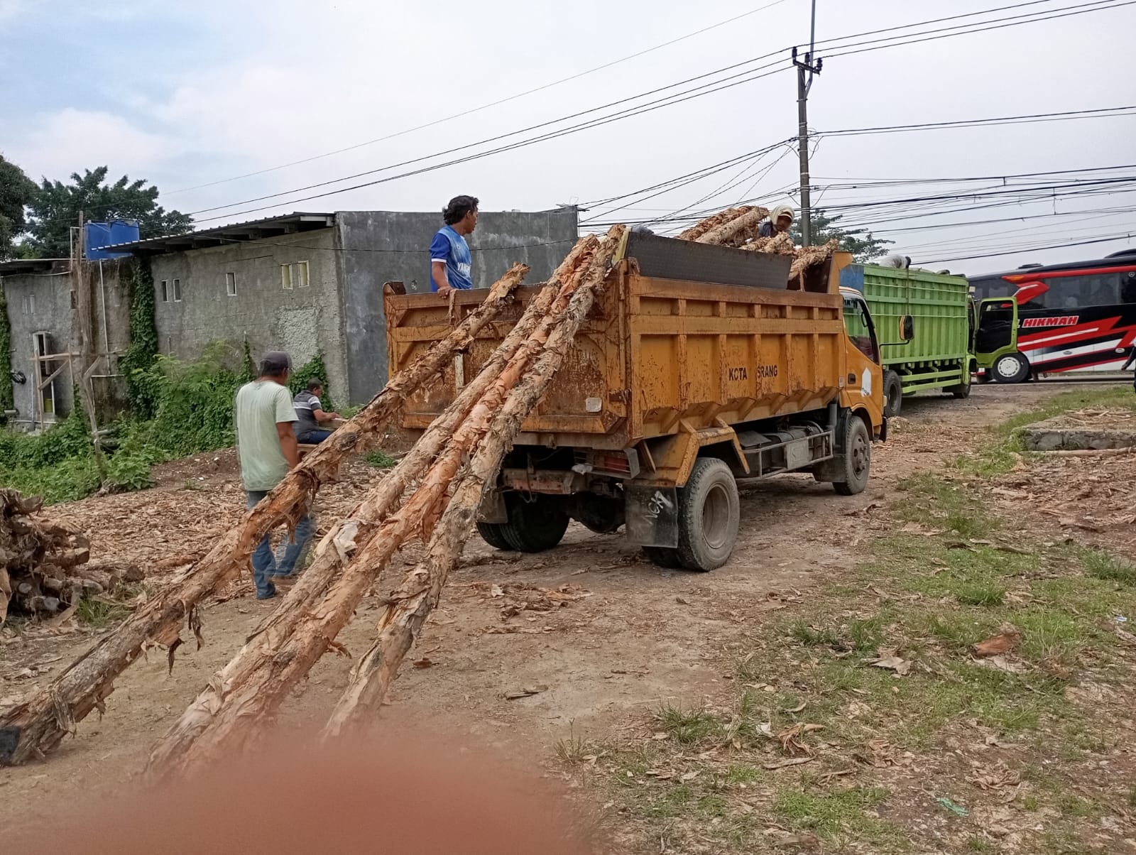 Potongan melintang kayu dolken 6-8 cm memperlihatkan struktur internal serat padat dan kandungan minyak alami yang memberikan ketahanan terhadap air dan rayap