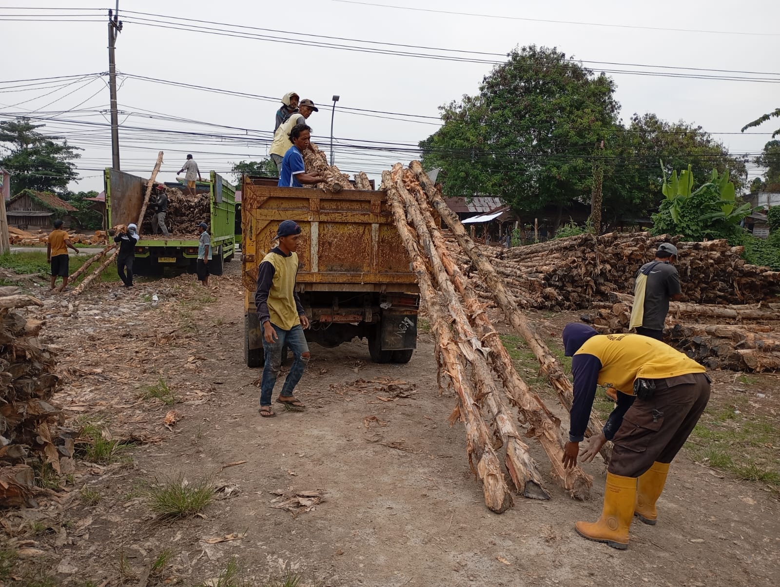Kayu dolken gelam ukuran 6-8 cm ditumpuk di gudang supplier siap dikirim ke proyek konstruksi pondasi cerucuk dan pagar pembatas permanen di seluruh Jawa