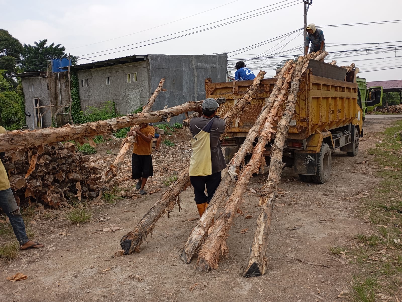 Jual Kayu Dolken Gelam Diameter 8-10 cm