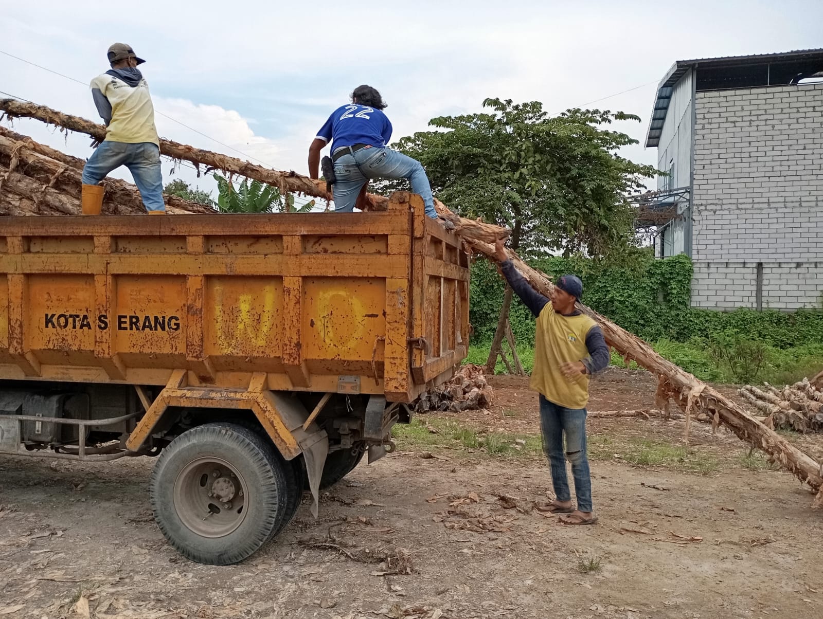 Detail tekstur permukaan kayu dolken 8-10 cm memperlihatkan kualitas serat padat dan warna coklat kehitaman khas kayu gelam premium tahan puluhan tahun