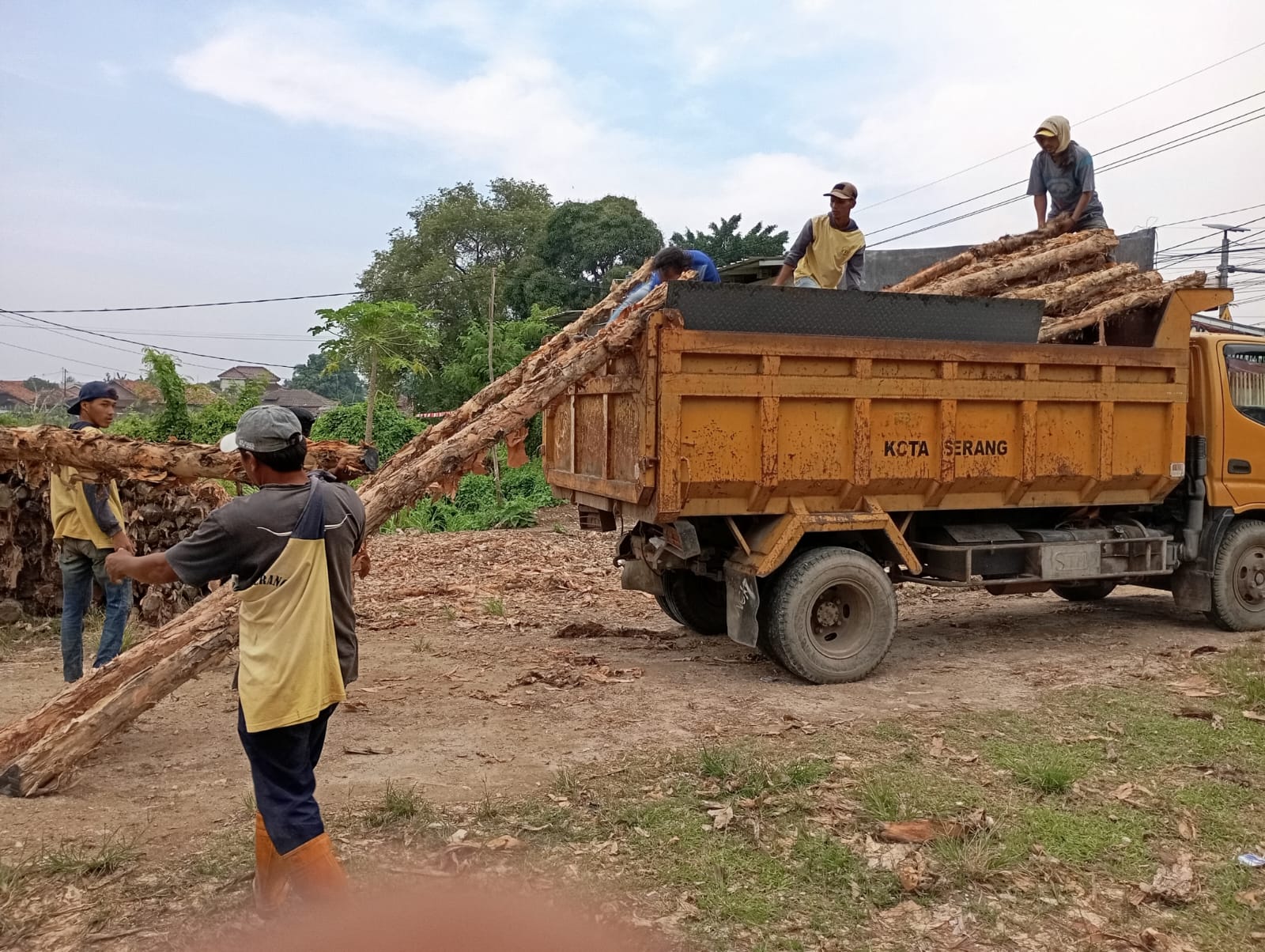 Stok besar kayu dolken gelam 8-10 cm di gudang supplier menunjukkan ketersediaan untuk proyek konstruksi skala besar dengan pengiriman cepat ke seluruh Indonesia